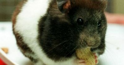 Mum allegedly killed then ate daughter's pet hamster in exchange for drugs