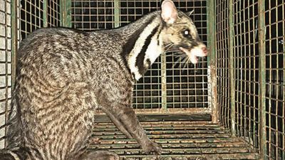 Rare civet rescued from garage, set free in North Bengal