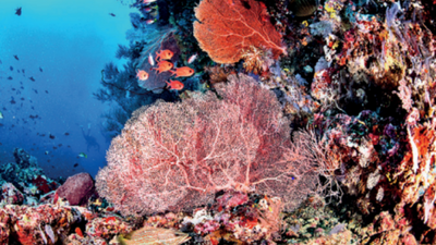 '12 illegal marine trade cases in Maharashtra, 123 in Tamil Nadu over 6 years'