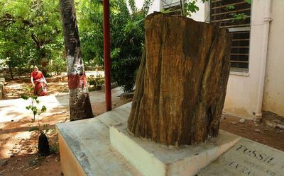 Jurassic-era fossil wood holds pride of place at this Telangana college