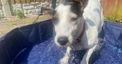 I tried Amazon's £22 dog paddling pool and it gave my dog 'zoomies'