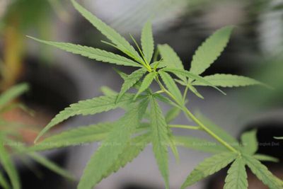 Embassy: Don't bring cannabis to Japan