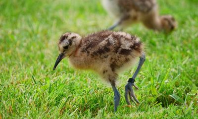 Ready for takeoff: curlews from eggs rescued at airfields set for release