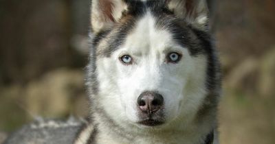 Elderly husky searching for retirement home has had no interest in months