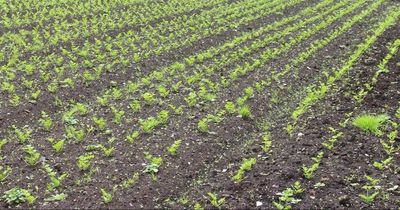 It's crunch time for saving our peatlands - and celery grown in Greater Manchester may provide the answer