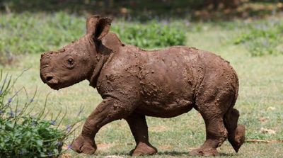 Cuba Zookeepers Celebrate Birth of Rare Baby White Rhino