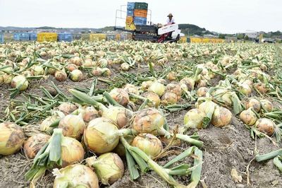 Japan's onion prices soar, impacting households, school cafeterias