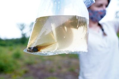 Scientists use tadpoles to identify new rare children’s genetic disease