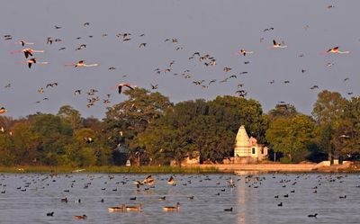 Udaipur’s ‘bird village’ set to be declared wetland