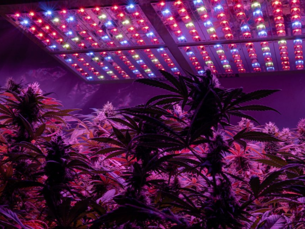 Can You Grow Autoflowers With LEDS?