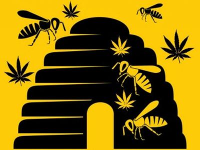 Hemp Eating Bees Don't Age Very Quickly, But What About Hemp Eating Humans?