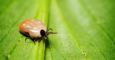 The signs of Lyme disease, how you get tested and why you need to watch out for ticks this summer