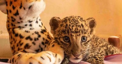 Adorable baby leopard cub nursed back to help - thanks to his 'mum' teddy bear