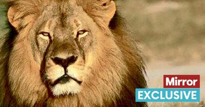 Victory as ministers press ahead with ban on gruesome trophy hunting souvenirs