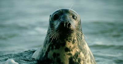 Wildlife cruises coming to River Mersey where you could spot seals