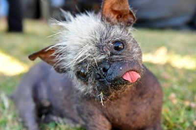 Check out the world's ugliest dog, Mr Happy Face