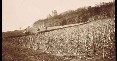 The vineyards that used to exist at Castell Coch as part of a Bute Family experiment