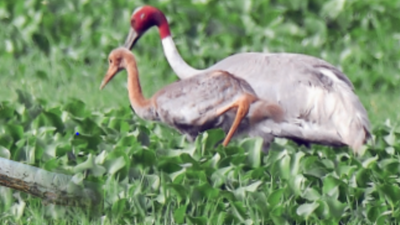Delhi: Monsoon in sight, migratory birds from near and afar flock to region