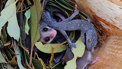 Gecko forges unlikely animal friendship with pygmy possum family in Western Australia
