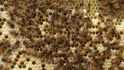 Emergency orders in place across NSW to protect bee industry from deadly varroa mite parasite