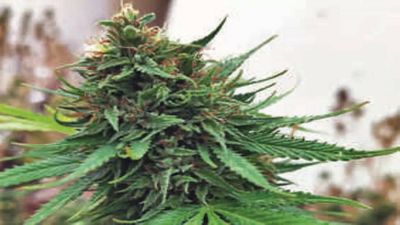 Spreading awareness crucial to counter drug abuse, say experts