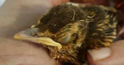 Injured baby blackbird dropped on pavement by magpie recovering after couple gave it life saving tweetment