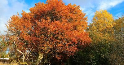 Boundaries for additional Local Nature Reserves in South Lanarkshire confirmed