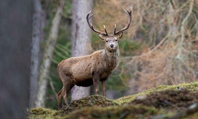 Go wild in the country: 10 of the best UK wildlife holidays