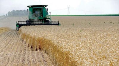 Egypt’s Strategic Wheat Reserves Sufficient for 5.7 Months