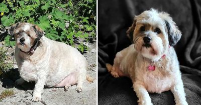 Porky pooch who struggled to walk loses third of her body weight