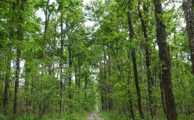 Herbs dominate flowering plants in new Assam national park