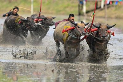 Mud, sweat and cheers: Traditional water buffalo race enthralls Chon Buri crowds