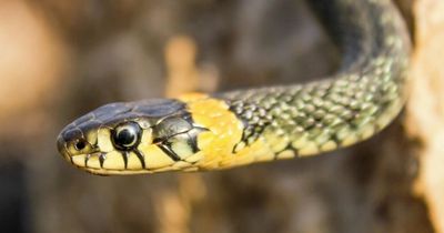 Glasgow locals 'haunted by snakes in their dreams' according to new study