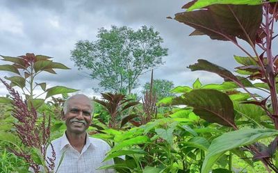 Reviving cultivation of a traditional crop