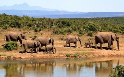 Odisha experimenting on siren system to caution traffic about elephant movement