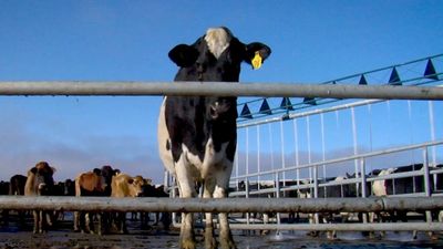 Dairy on the Canterbury Plains: was it a big mistake?