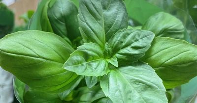 This €1.39 house plant sold in Tesco, Dunnes Stores and Aldi keeps pesky flies out of your home