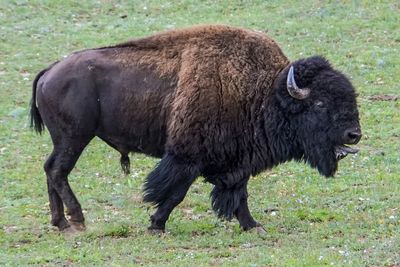 Grand Canyon won't seek volunteers to kill bison this fall