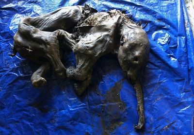 Gold miner in Canada finds mummified 35,000-year-old baby woolly mammoth
