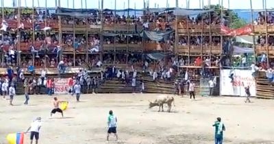 Five dead and at least 500 injured after stand collapses during bullfight sparking chaos