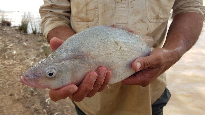 Native Food Fish Native fish in abundance in Queensland after floods…