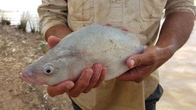 Native fish in abundance in Queensland after floods improve habitat, diet, health