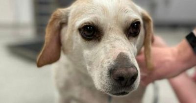 Overweight dog spent five years without going for a walk as claws curled under paw