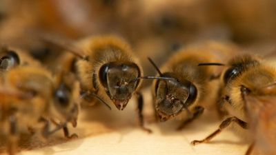 Bee varroa mite outbreak set to cost beekeepers millions of dollars as government works to control spread