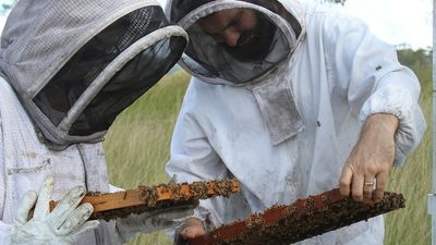 Breeding bees better suited to rainforest areas a labour of love for Queensland couple