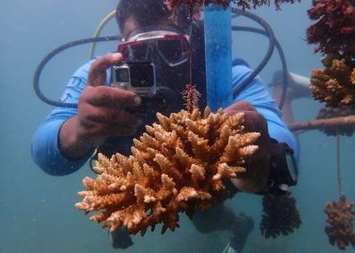 To combat coral bleaching, Kenya turns to reef nurseries