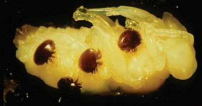 NSW Beekeeping shut down for two weeks Varroa mite parasite enters country for first time