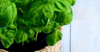 The 67p house plant that keeps flies out your house all summer