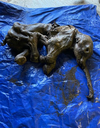 Rare mummified baby woolly mammoth found in Canada