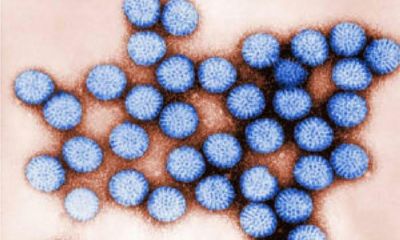 Viruses survive in fresh water by ‘hitchhiking’ on plastic, study finds